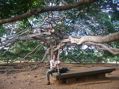 Bajo la inmensa higuera